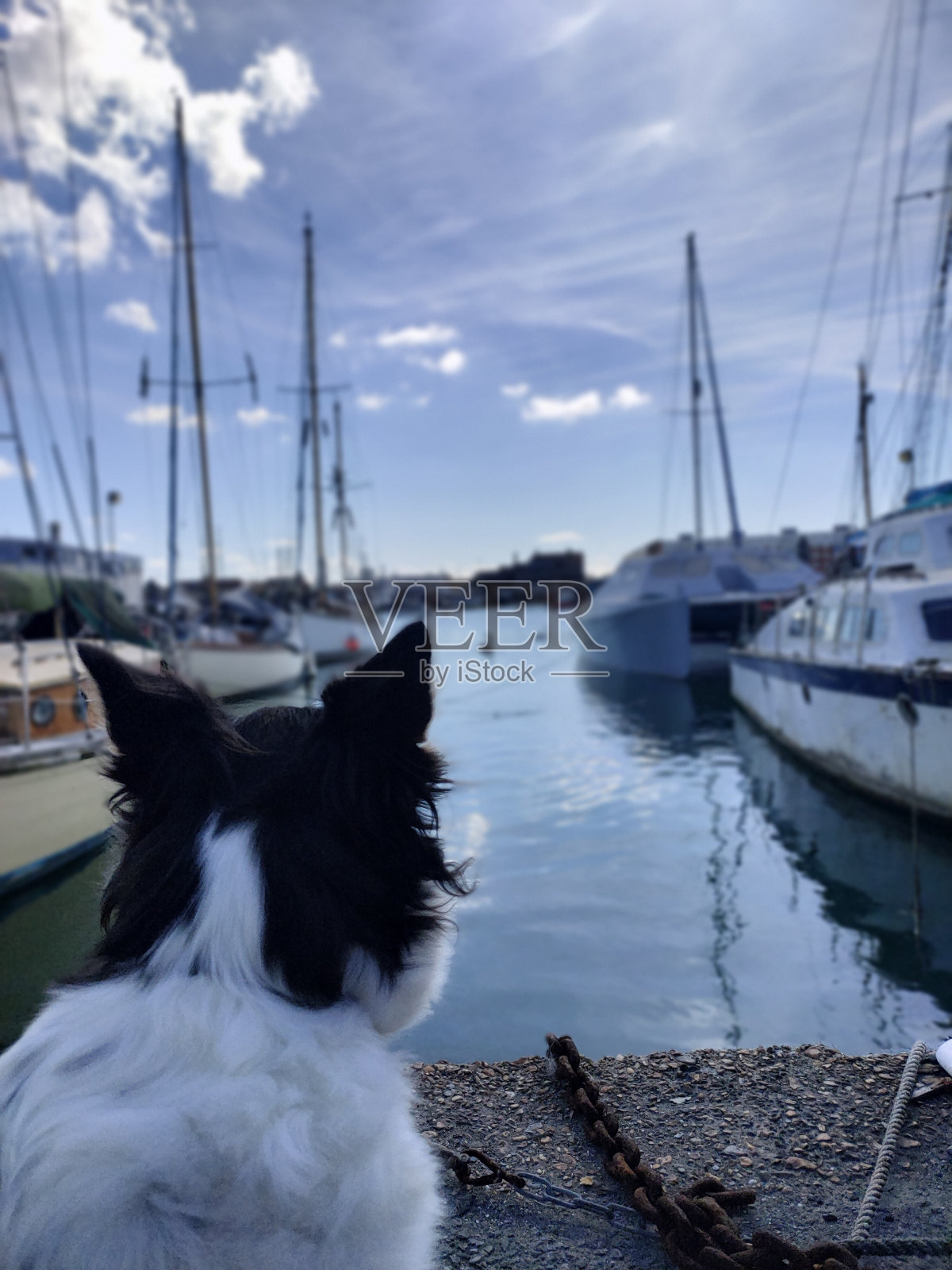狗在迪克上照片摄影图片