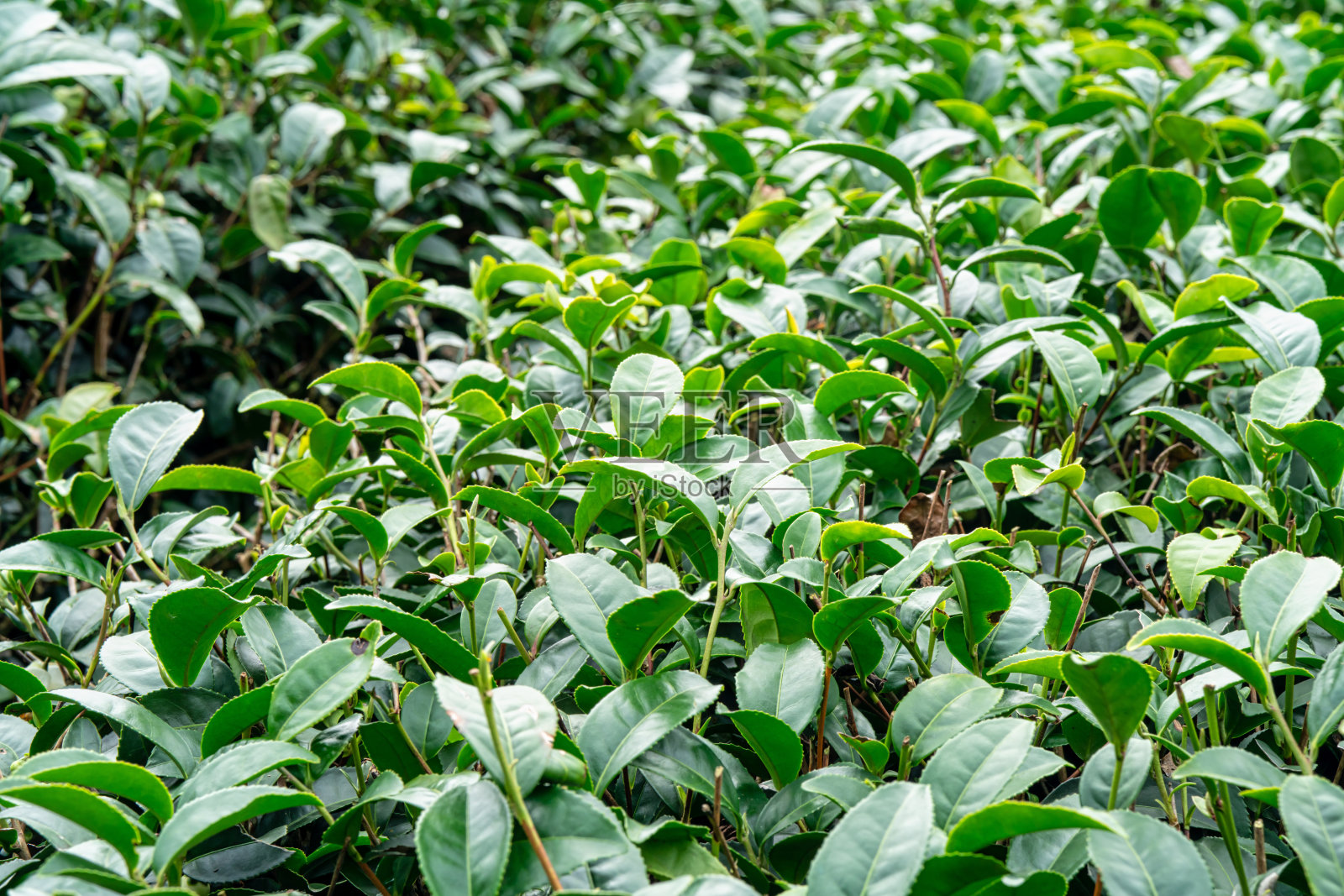 美丽的绿茶作物园行景，设计理念为新鲜茶叶产品。照片摄影图片
