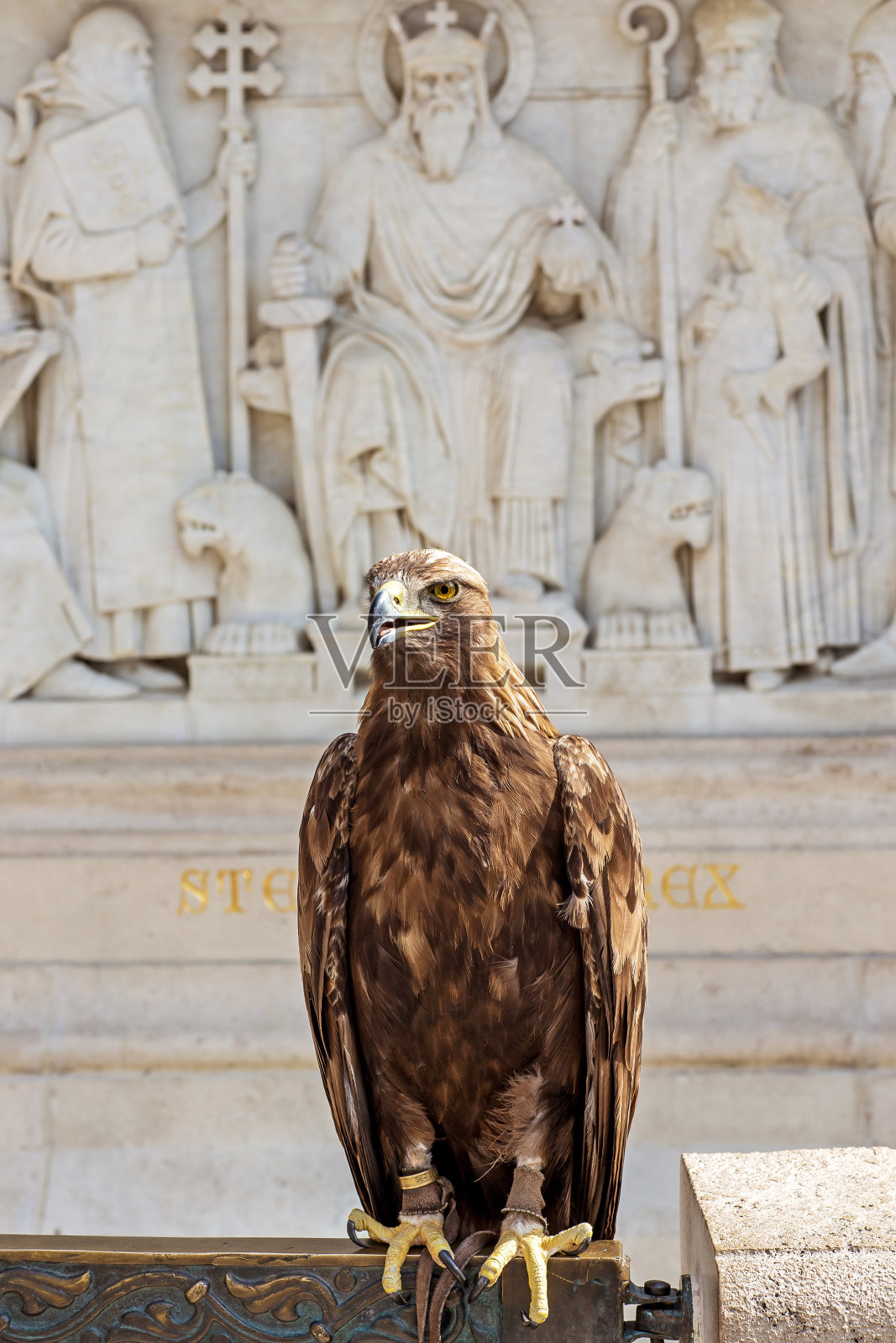 被人类驯服的鹰。照片摄影图片