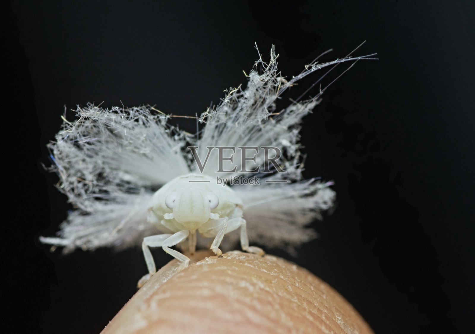 封闭毛蚜-动物行为。照片摄影图片