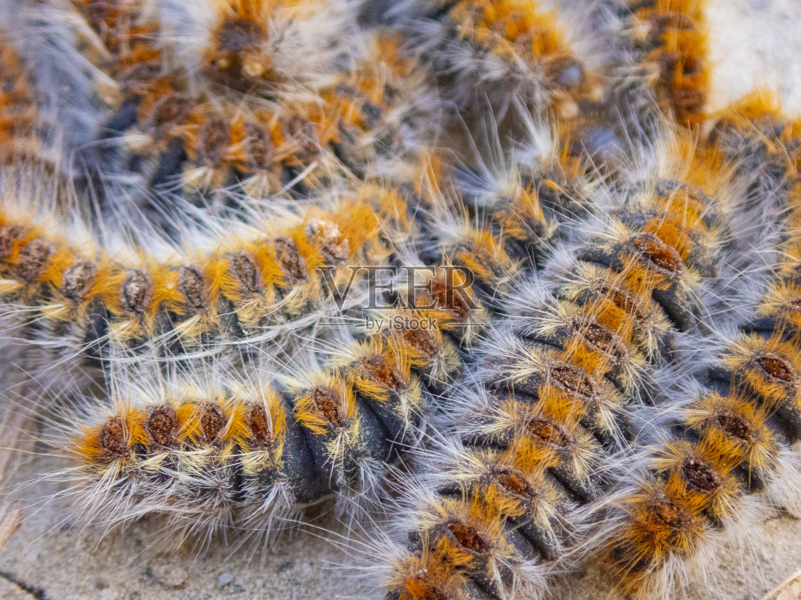 pityocampa蠕虫在地面上列队迁徙。近距离的细节。照片摄影图片