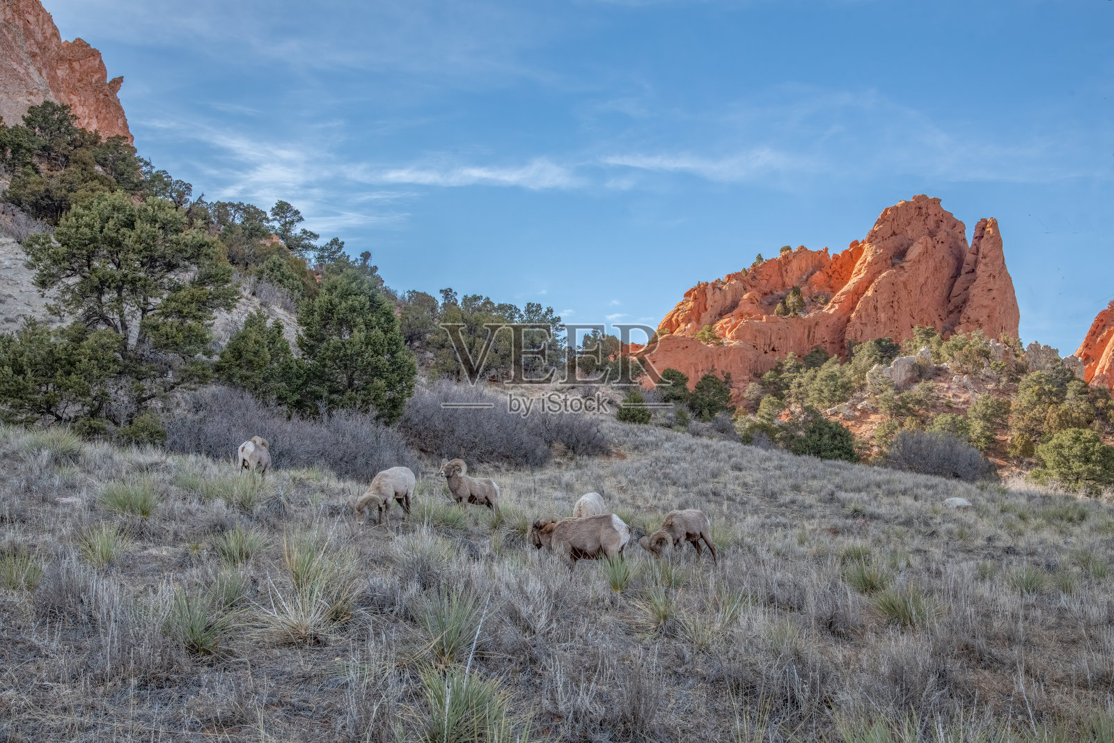 一群大角公羊在北美美国科罗拉多州斯普林斯的神的花园里吃草照片摄影图片
