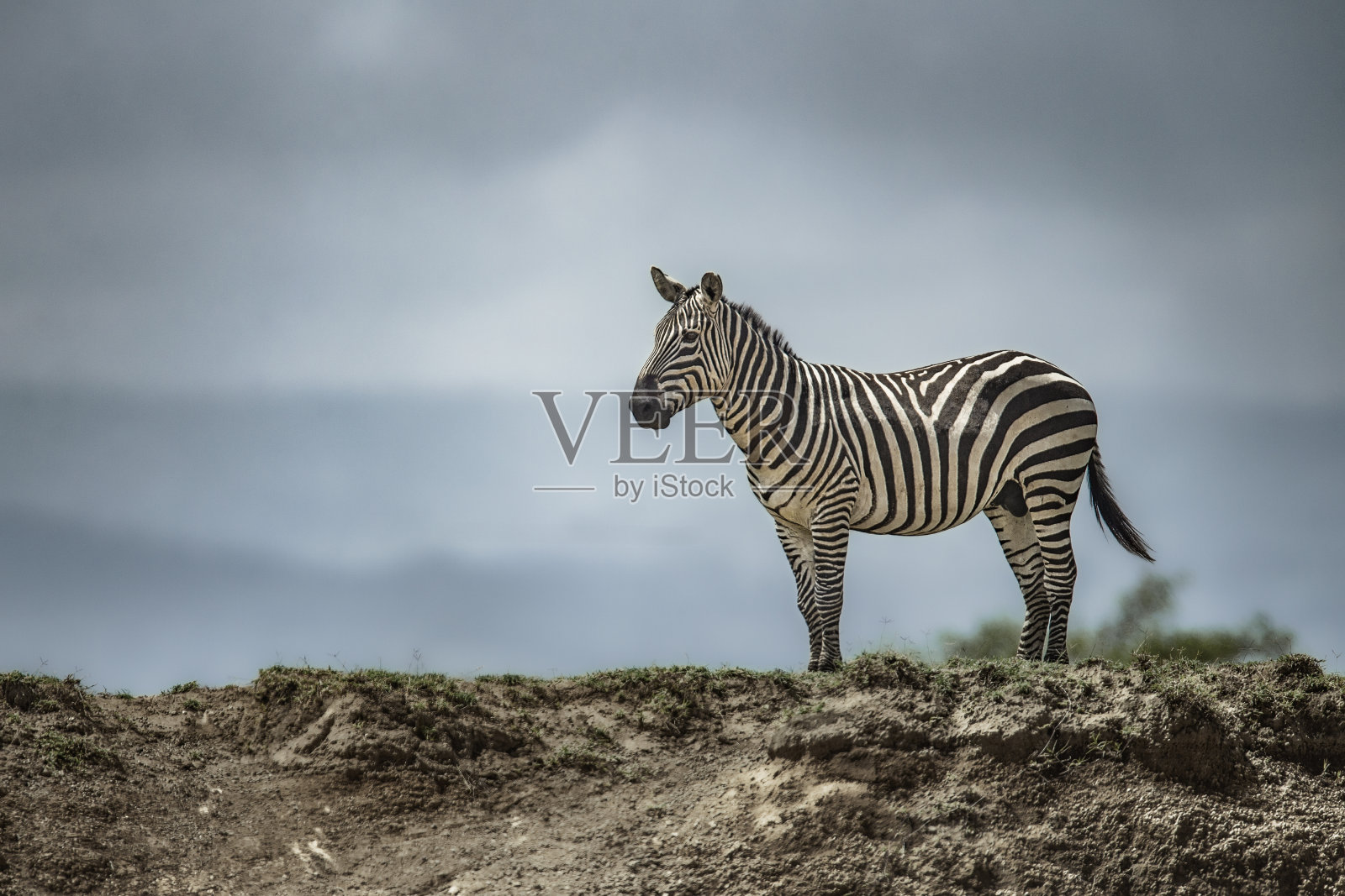 1号山脊上的斑马照片摄影图片