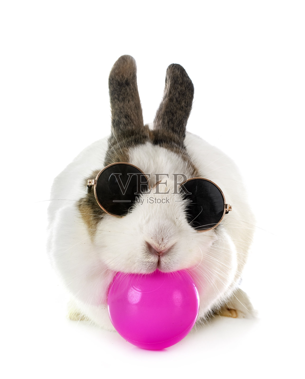 雷克斯兔在工作室照片摄影图片