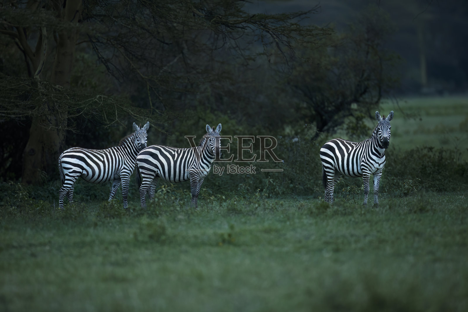 黄昏的三匹斑马照片摄影图片