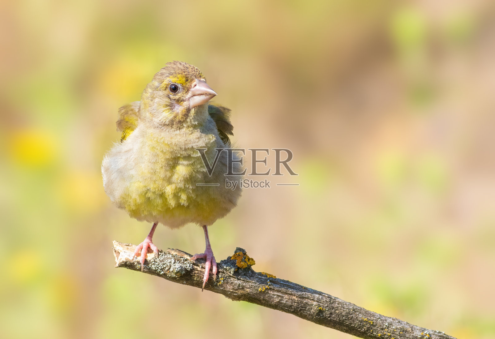 欧洲绿翅雀。这只鸟已经把羽毛抖松了照片摄影图片