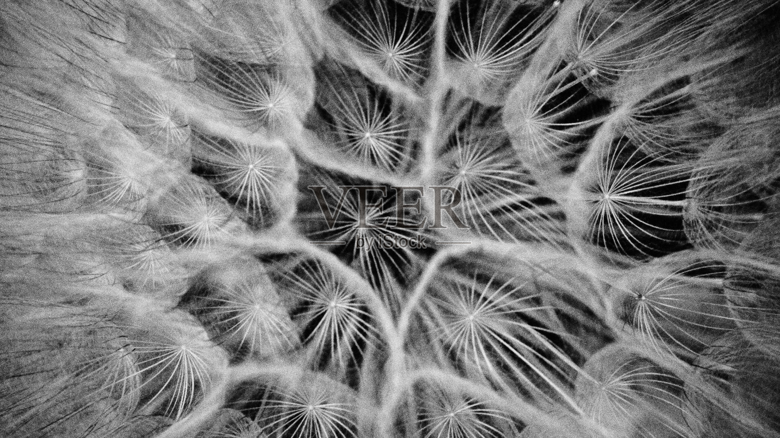 蒲公英的黑白细节照片摄影图片