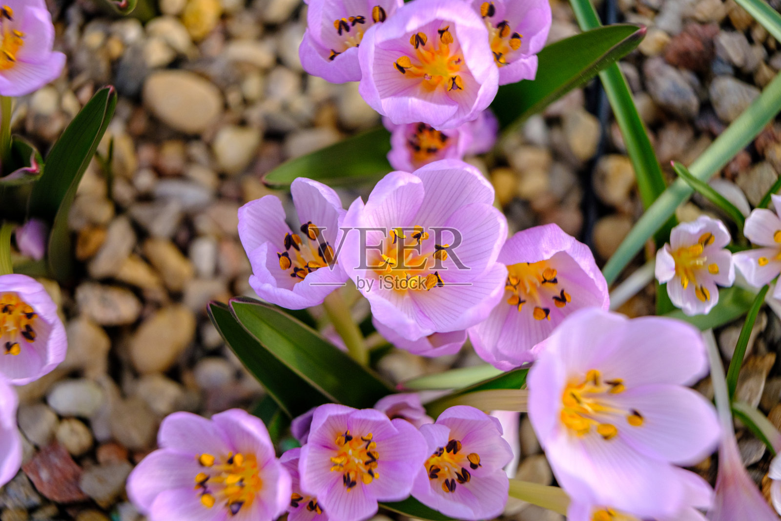 番红花的五彩花瓣。春天，花坛里的花朵在阳光下绽放。春天的花朵最美丽。照片摄影图片