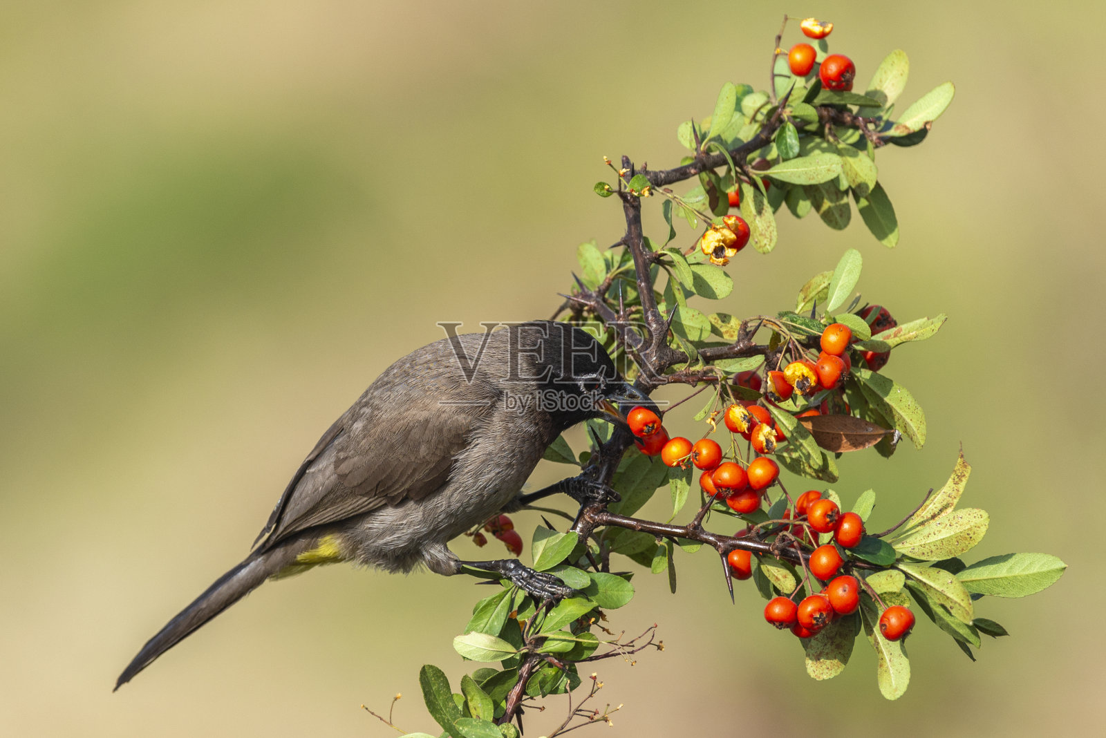 White-spectacled夜莺照片摄影图片