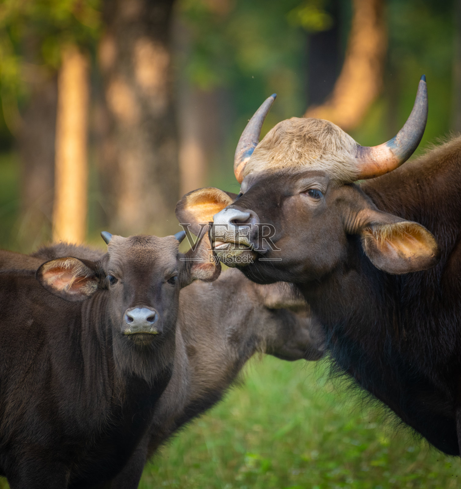印度野牛，高尔照片摄影图片
