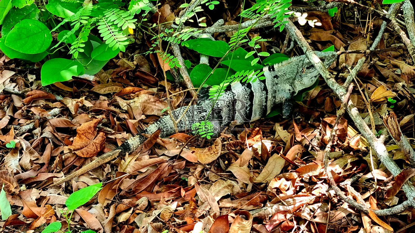 墨西哥科苏梅尔岛照片摄影图片