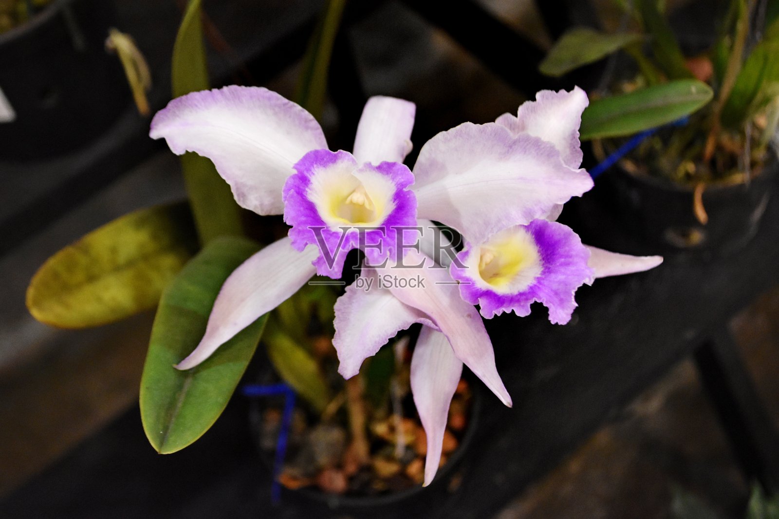 兰花的花照片摄影图片