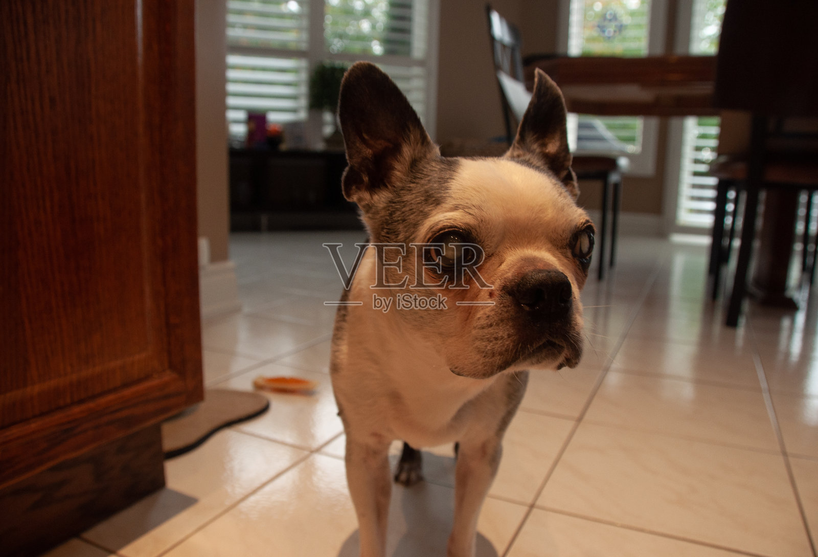 一只患有白内障的老波士顿梗照片摄影图片