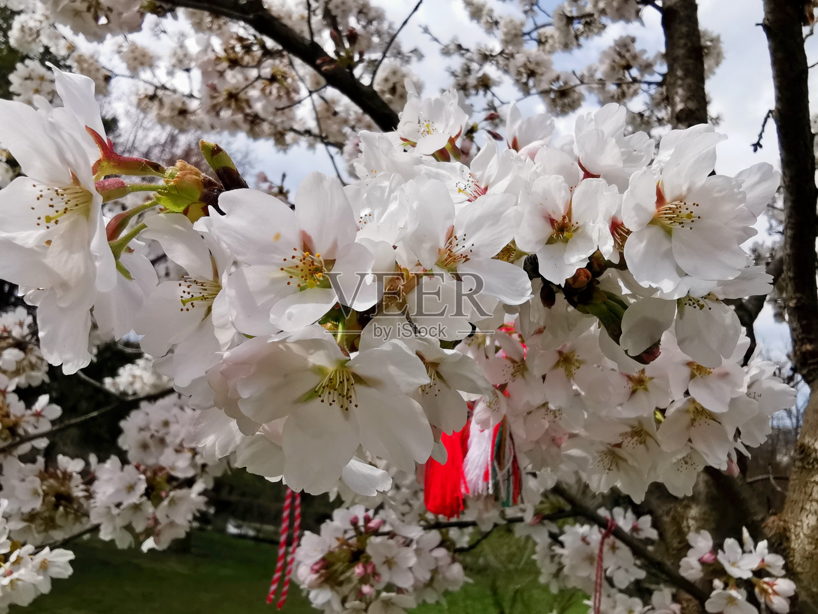 樱花照片摄影图片