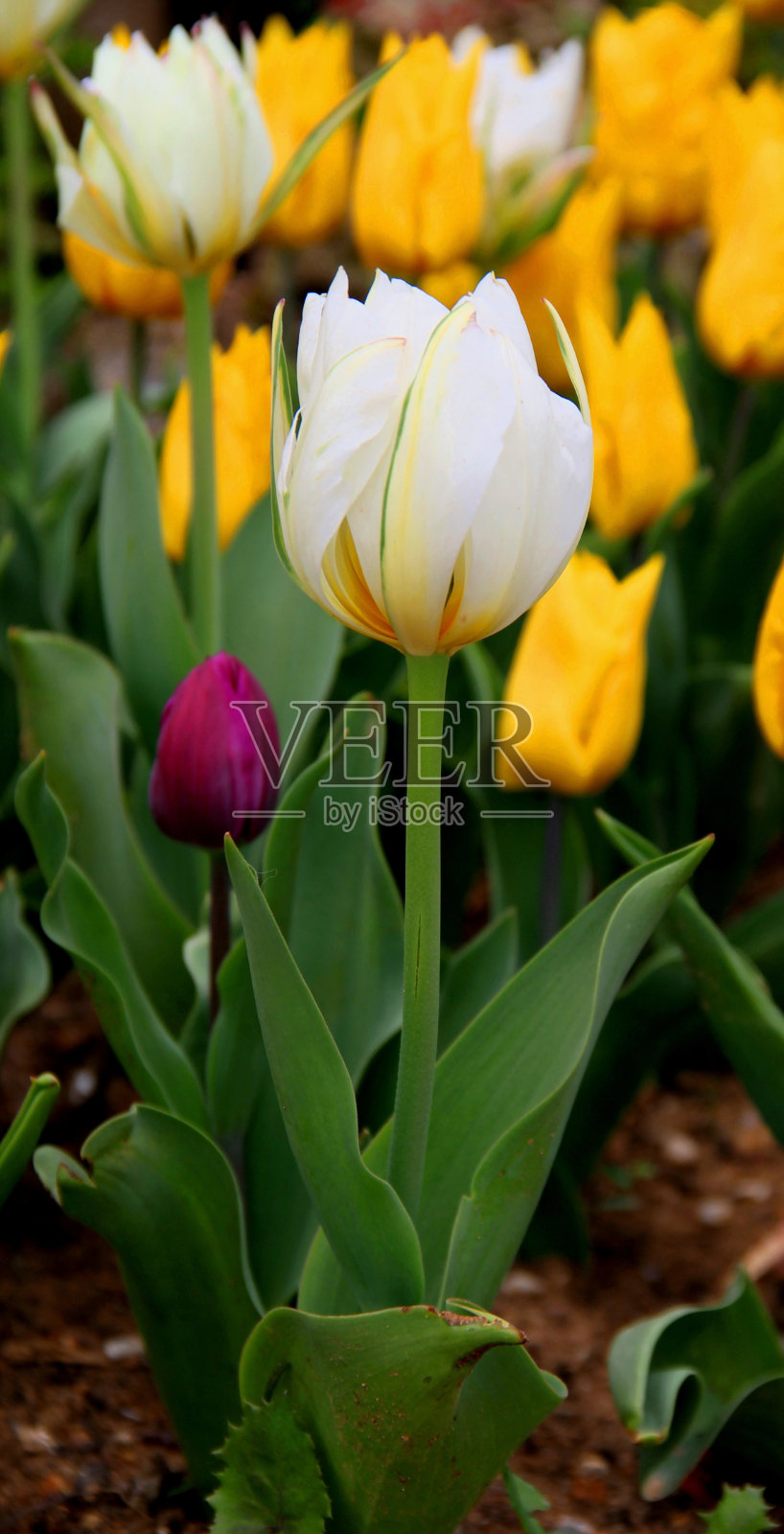 伊斯坦布尔郁金香节期间，埃米尔甘公园一片黄色和紫色郁金香草地上盛开的白色郁金香照片摄影图片