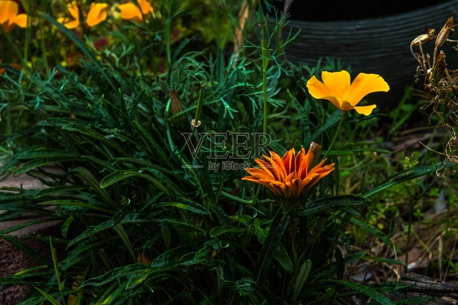 万物皆花，五彩缤纷照片摄影图片