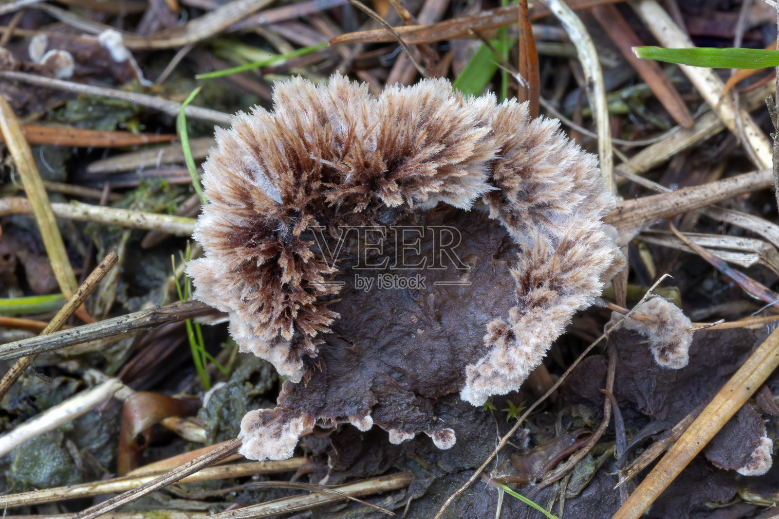 普通纤维瓶耳菌照片摄影图片