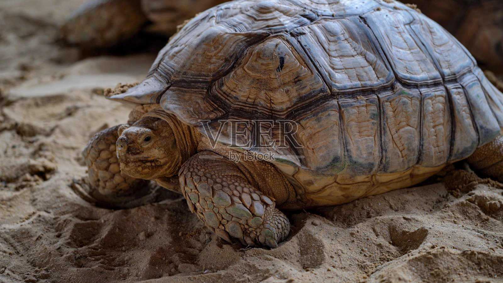 近距离的苏卡塔乌龟走在沙滩上寻找食物。照片摄影图片