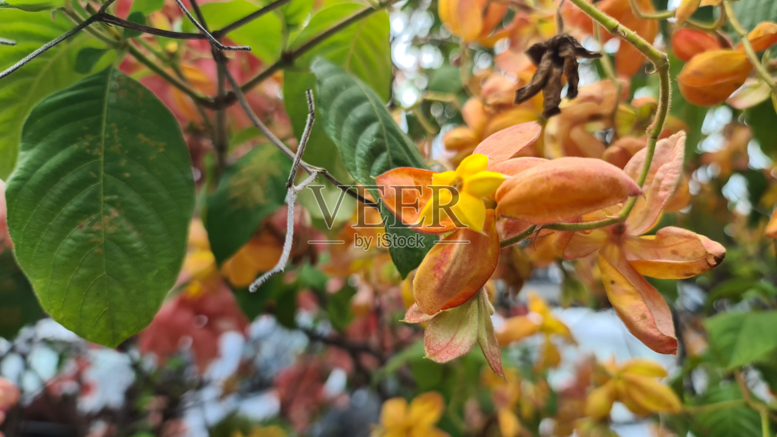 热带昆士兰夏花照片摄影图片