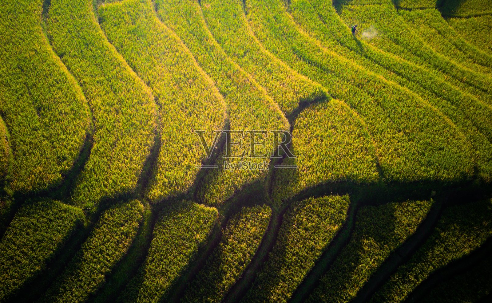 美丽的早晨，印度尼西亚全景水田景观照片摄影图片