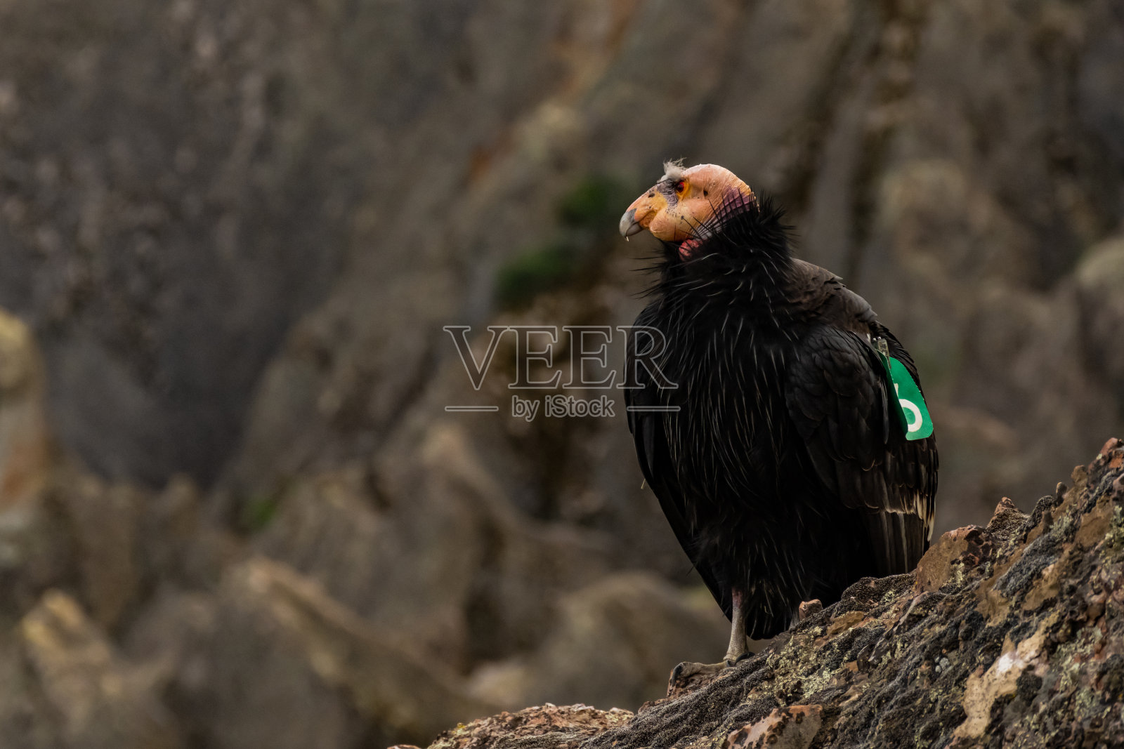 加州秃鹰栖息在岩石上，俯瞰尖峰照片摄影图片
