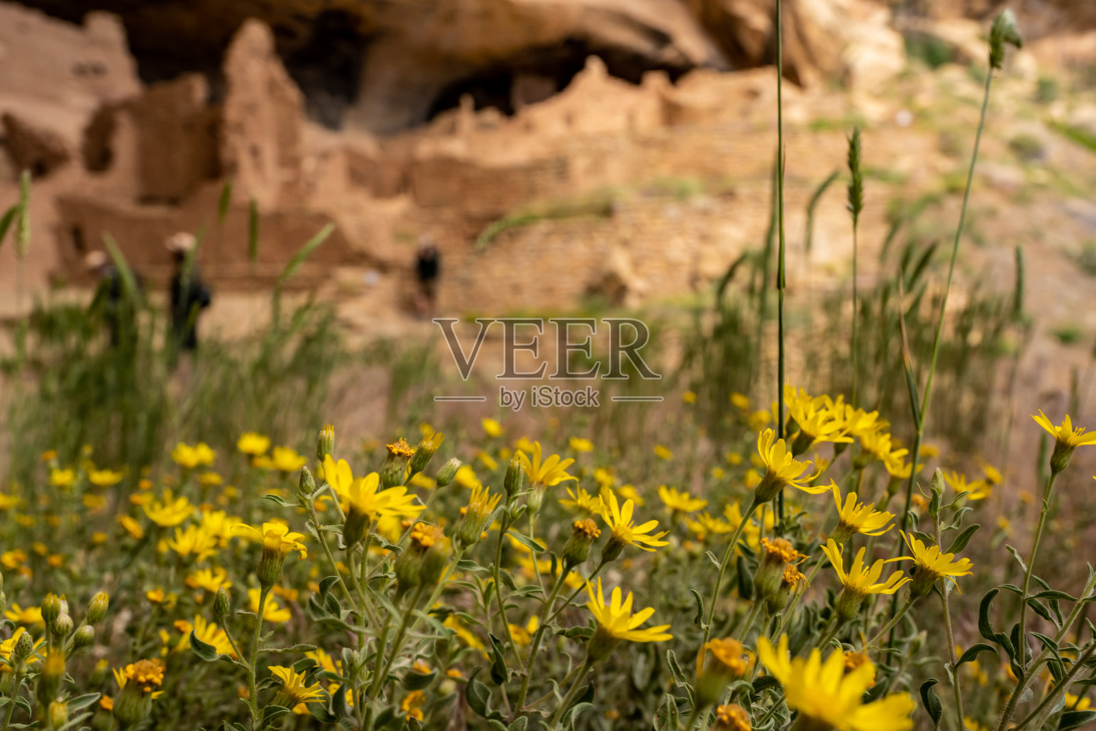 生机勃勃的向日葵盛开在梅萨维德照片摄影图片