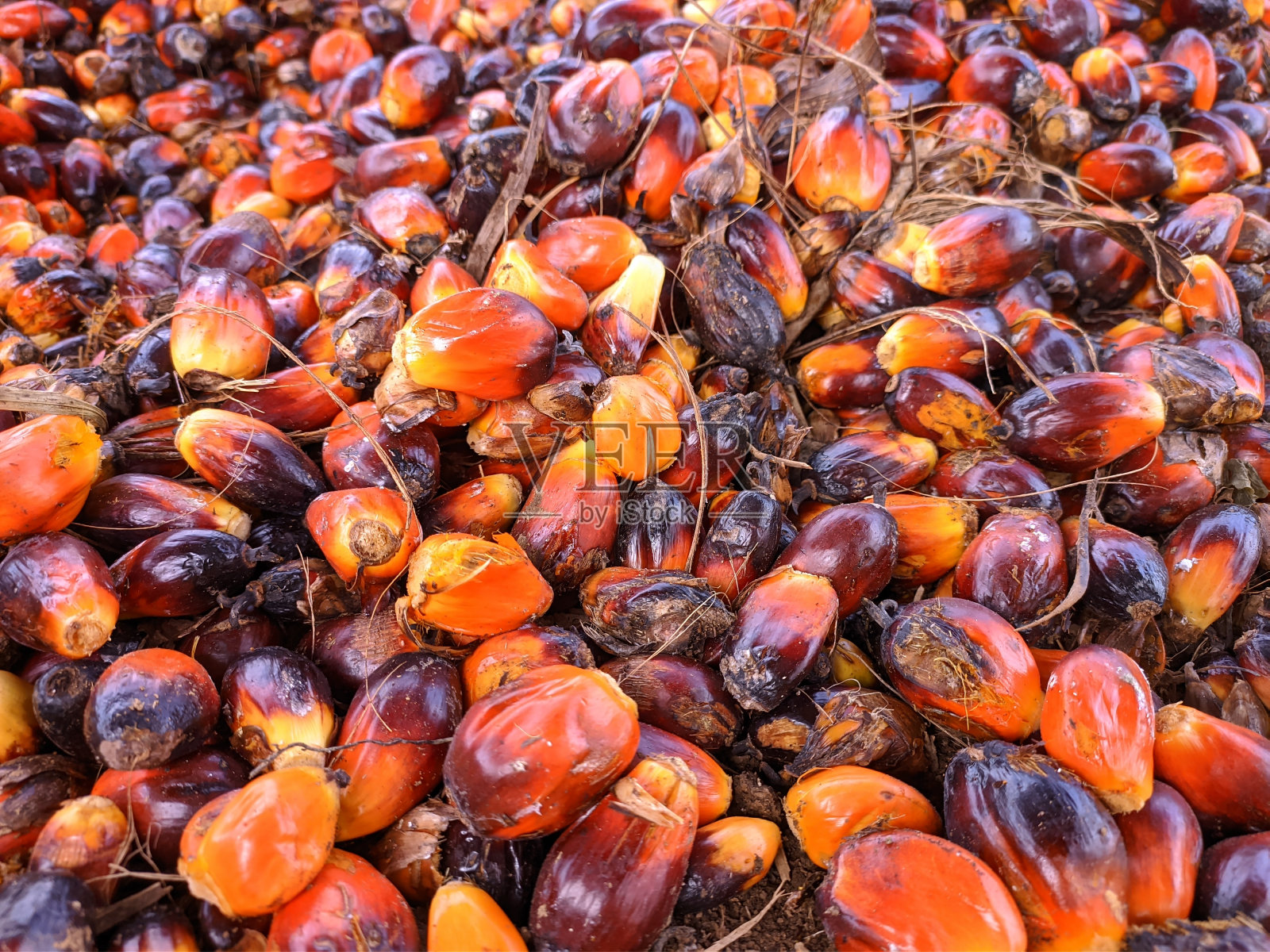 Brondolan的油棕果实还很新鲜照片摄影图片