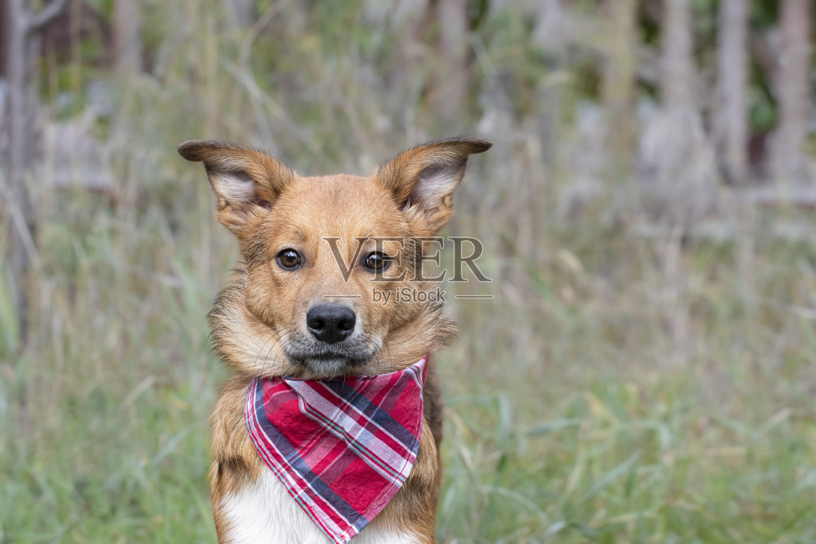 一张裹着大手帕的狗的画像。一只可爱的红狗在街上戴着格纹大手帕，特写。照片摄影图片