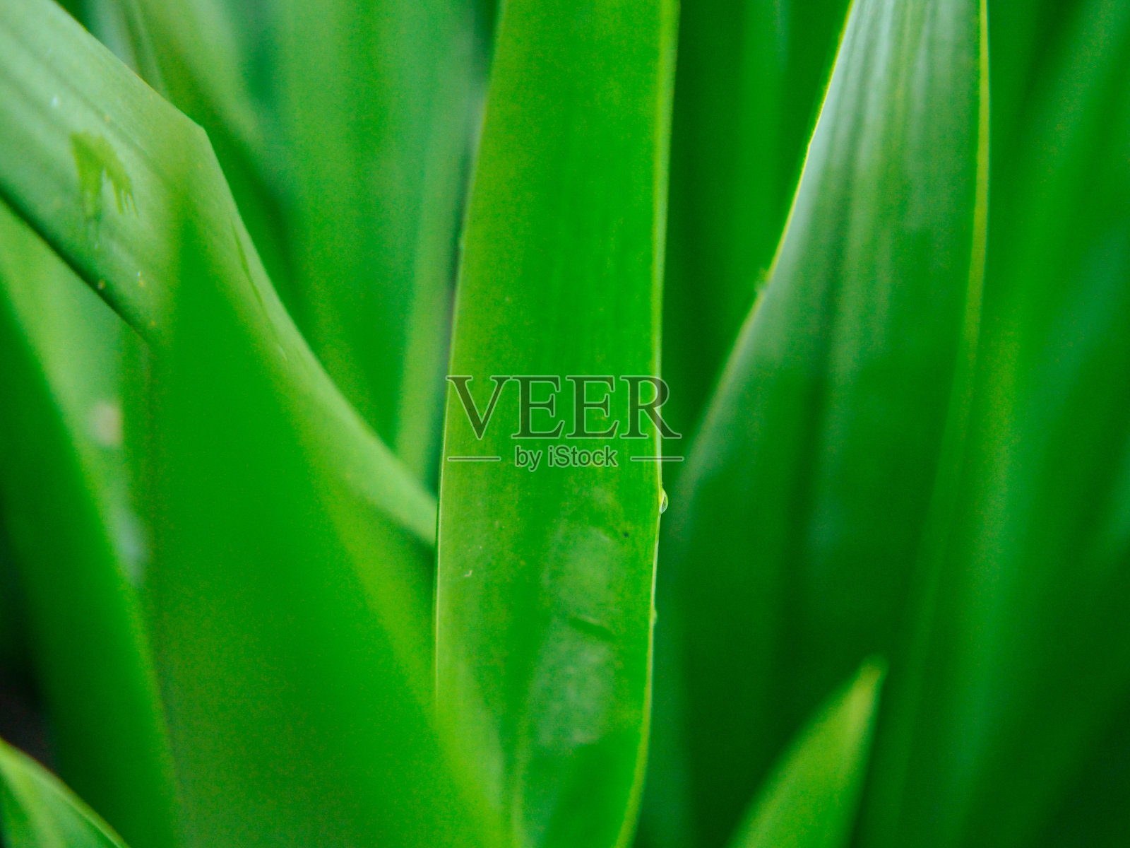 房子周围的自然照片摄影图片