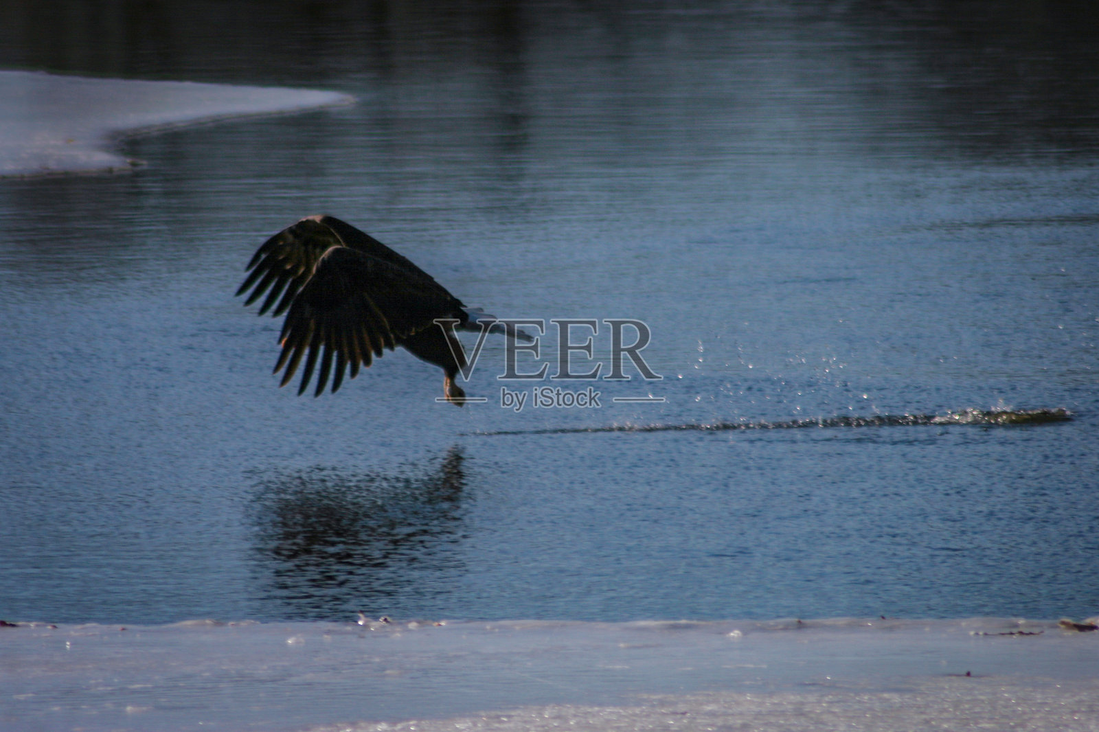 掠水鹰照片摄影图片