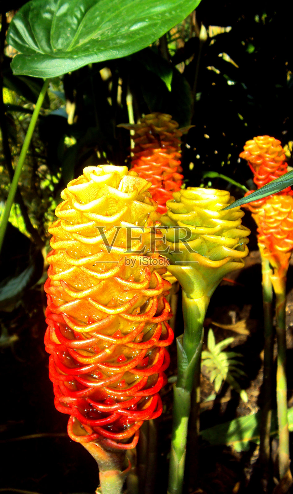 蜂窝姜花照片摄影图片