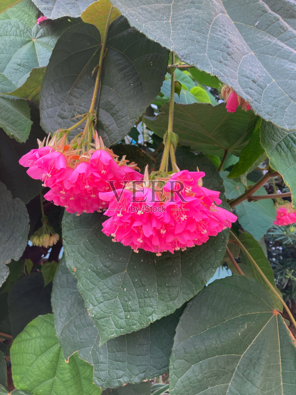 挂粉花照片摄影图片