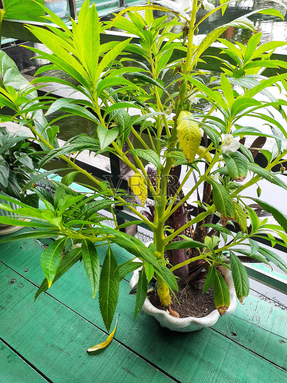 盆栽植物照片摄影图片