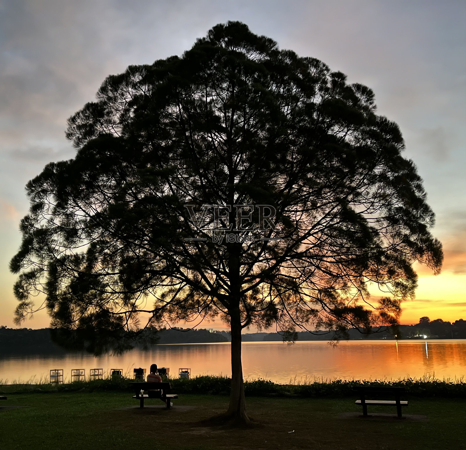 树照片摄影图片