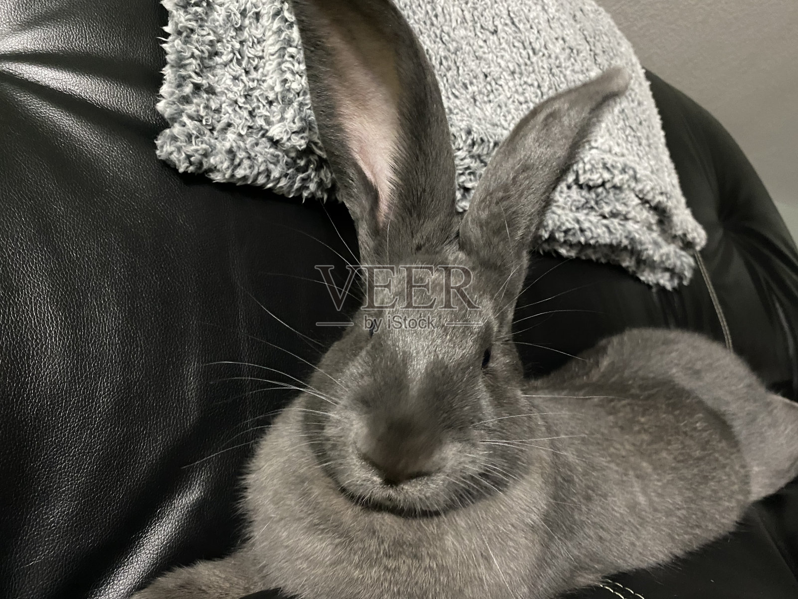 麦琪·梅——巨型大陆兔照片摄影图片