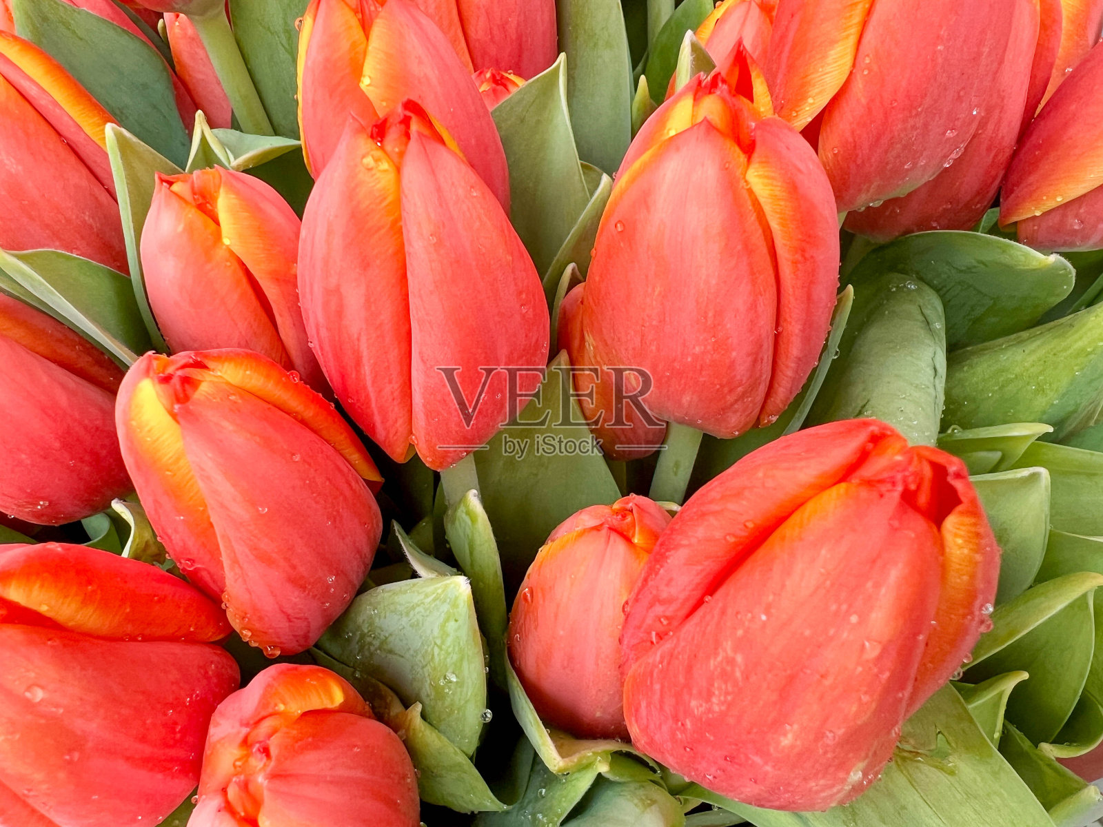 红色和黄色的郁金香作为背景照片摄影图片