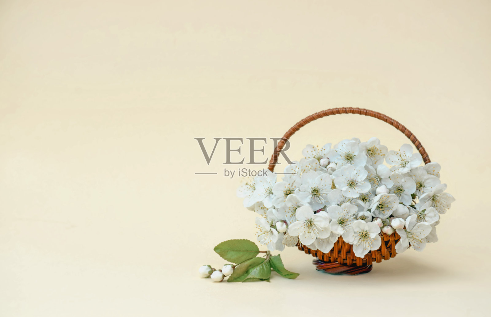 春日樱花，春日樱花盛开。春夏促销的横幅。照片摄影图片