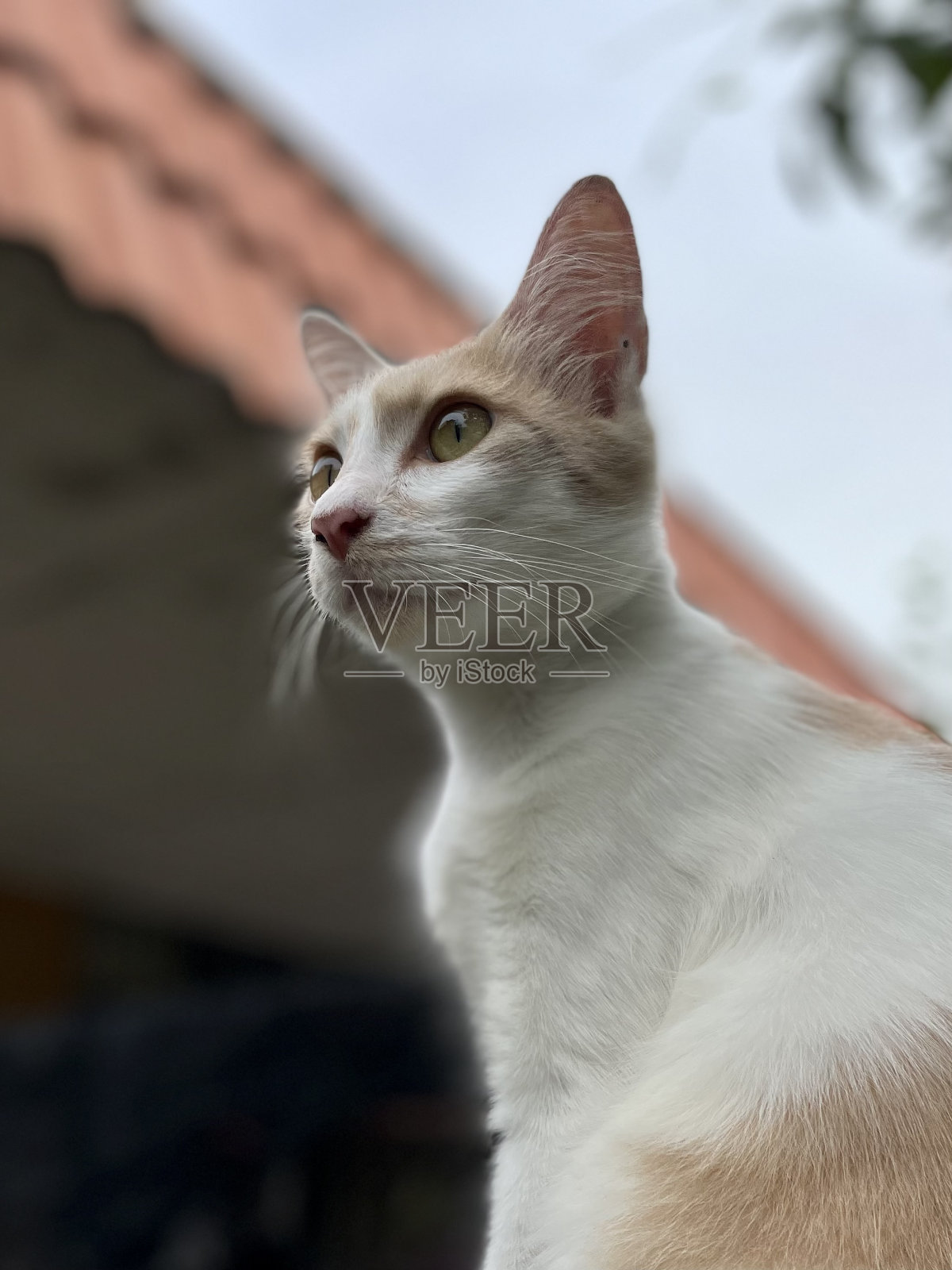 盯着猫照片摄影图片