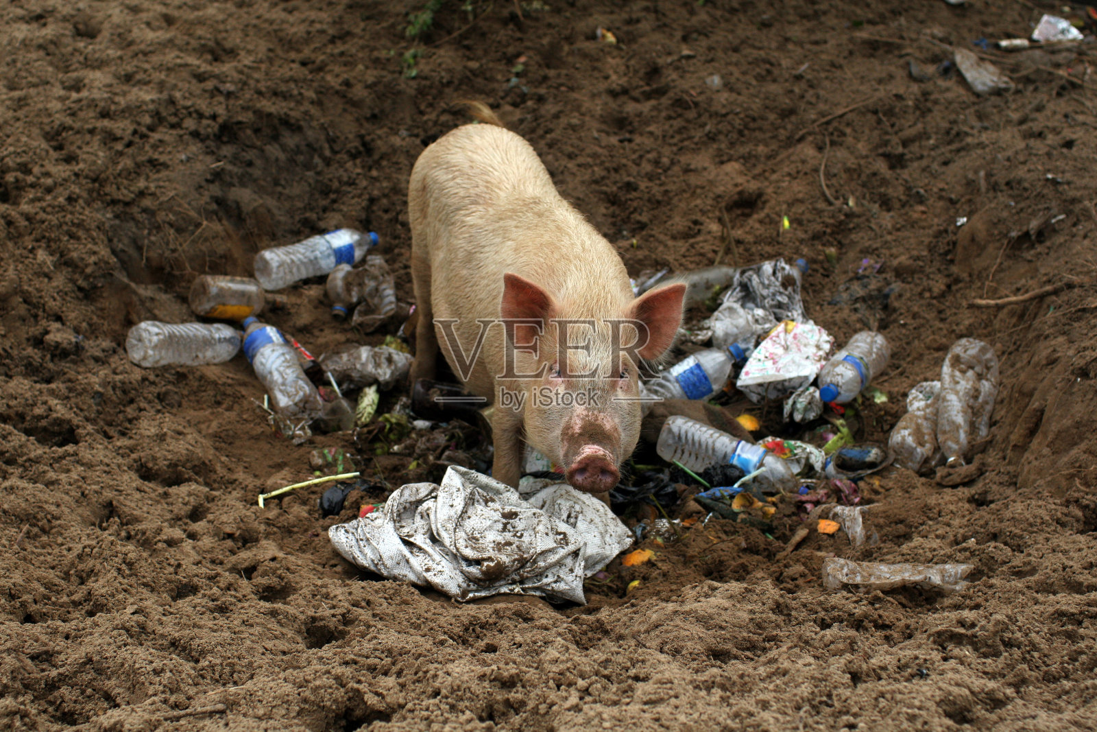 印度果阿，猪在一堆塑料垃圾里照片摄影图片