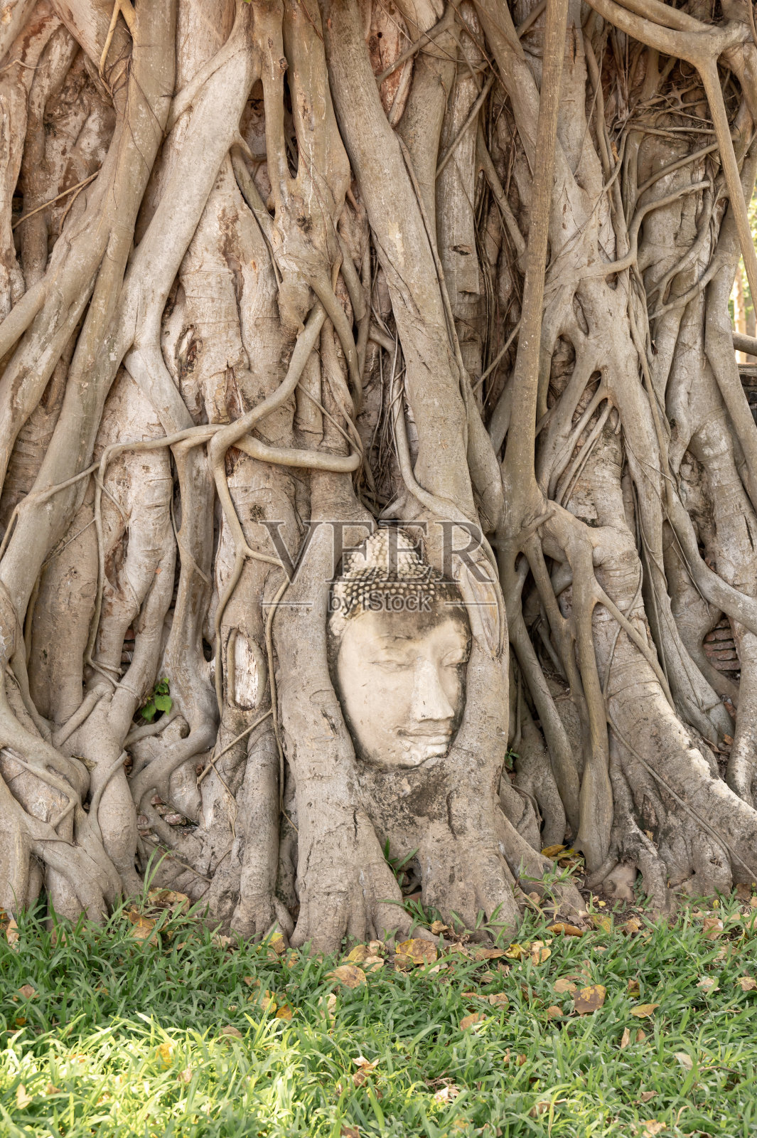 在前暹罗王国(今泰国)的大城府寺庙遗址，佛的头嵌在树上。照片摄影图片