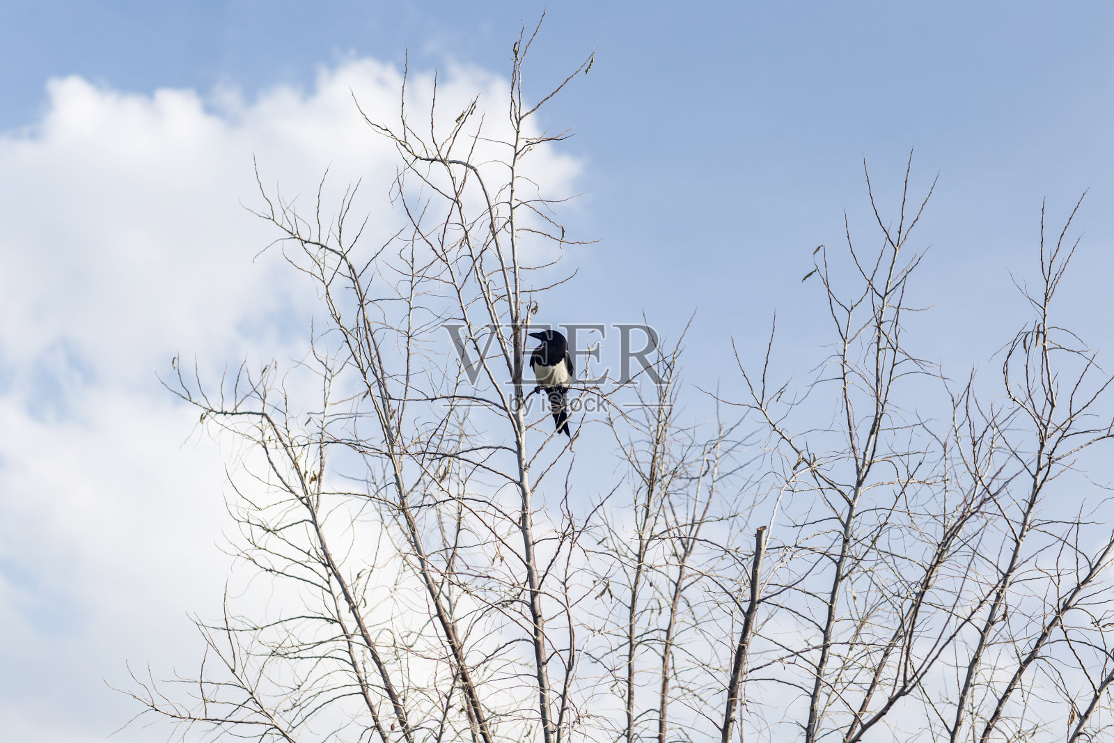 乌鸦在干枯的树上，映衬着蔚蓝多云的天空照片摄影图片