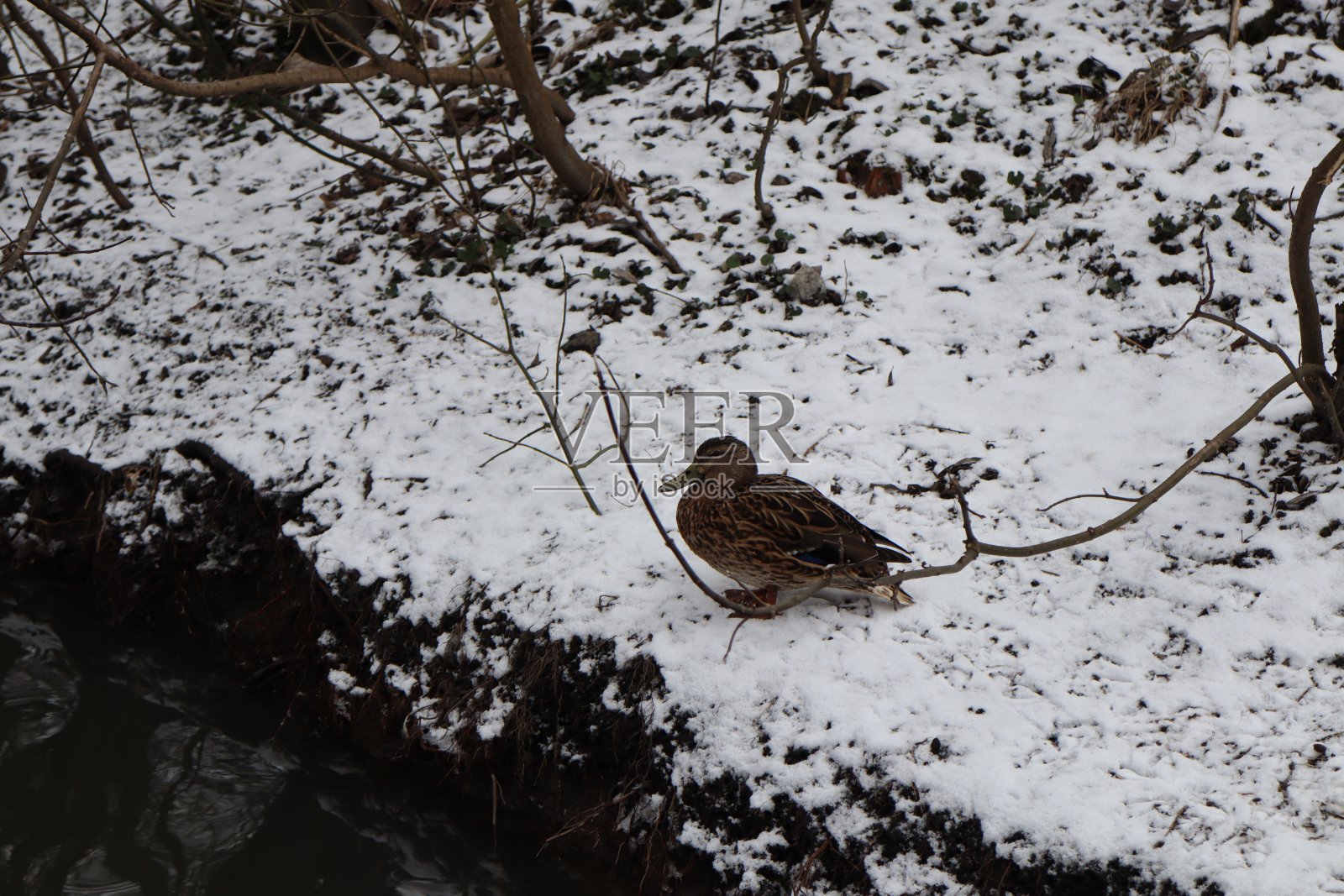 雪地里的鸭子照片摄影图片
