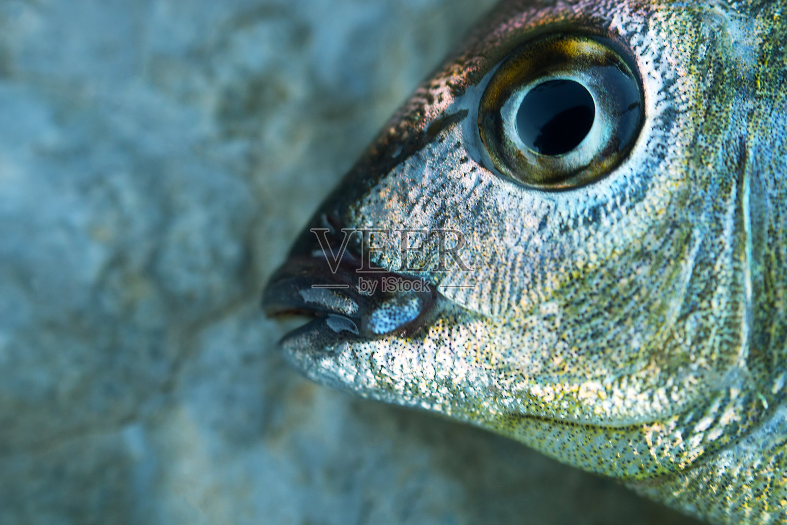 产于克里米亚的海鲷(Gilthead, Sargus annularis照片摄影图片