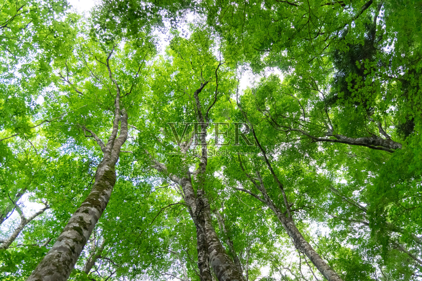 美丽清新的绿色照片摄影图片