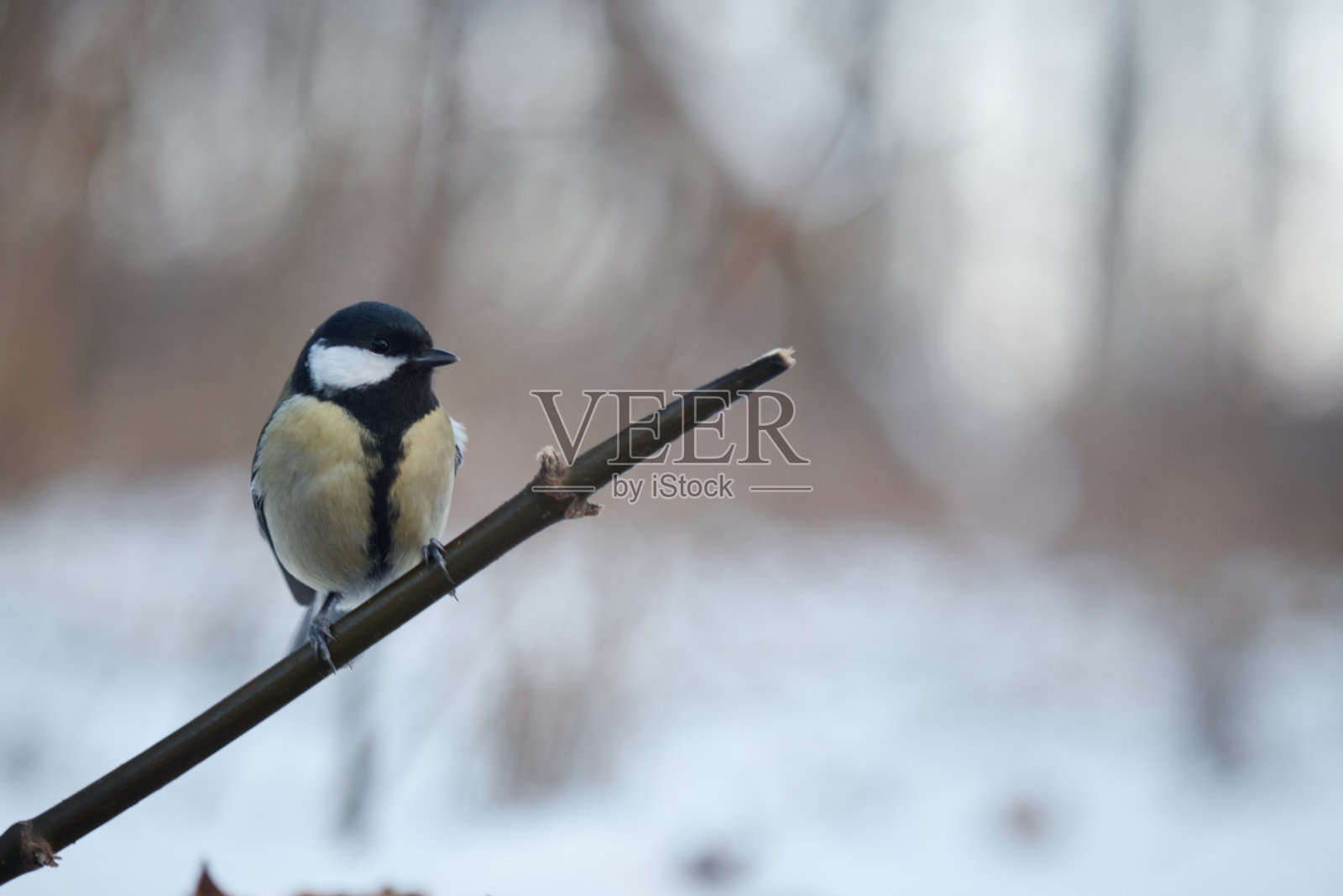 鸟坐在树枝上微距拍摄照片摄影图片