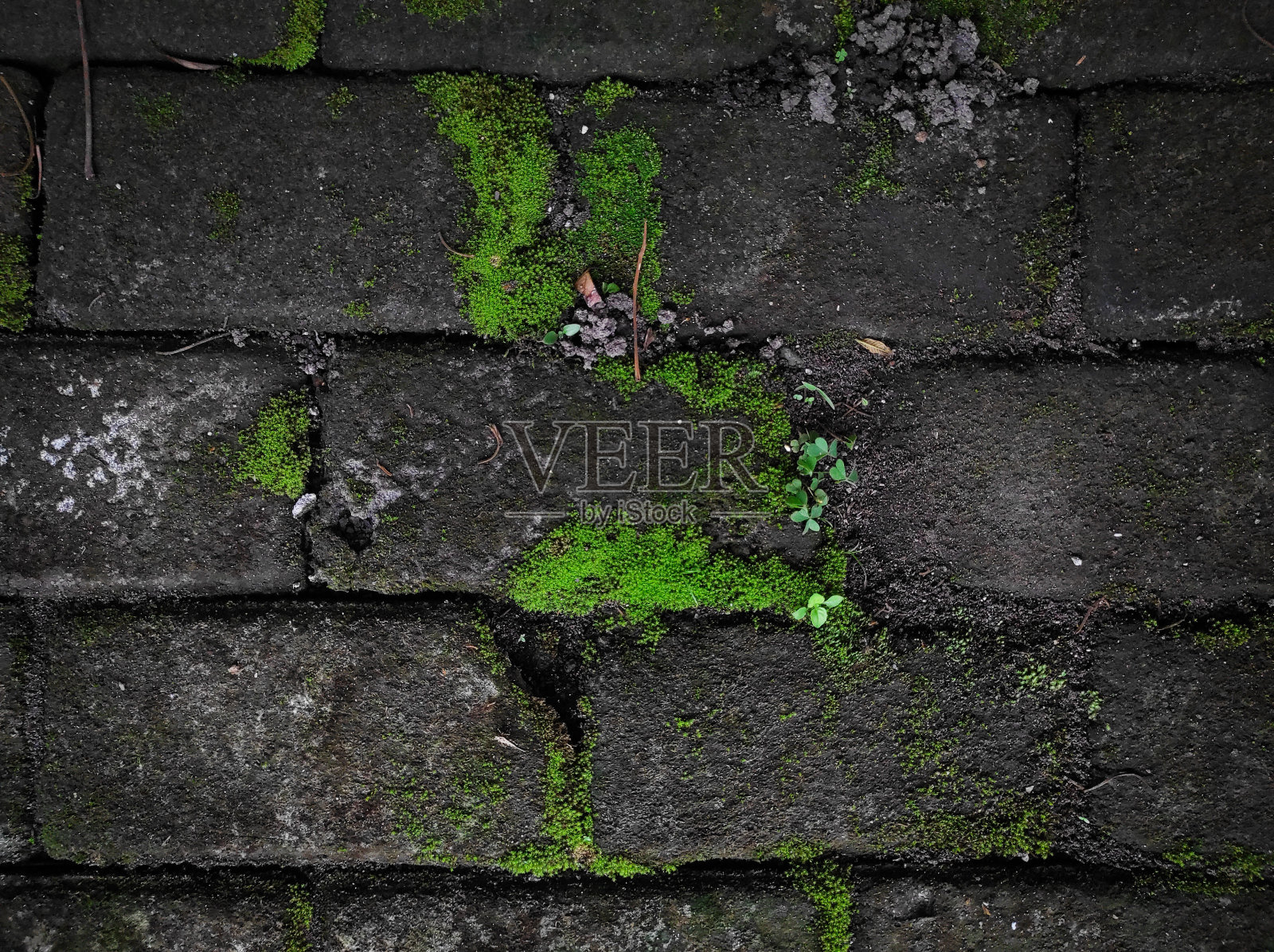 是否构成植物照片摄影图片