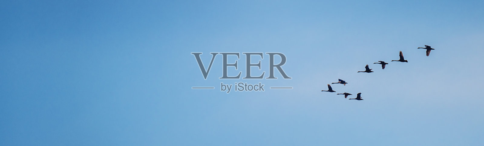 一群迁徙的灰雁排成v字形飞行，横幅照片照片摄影图片