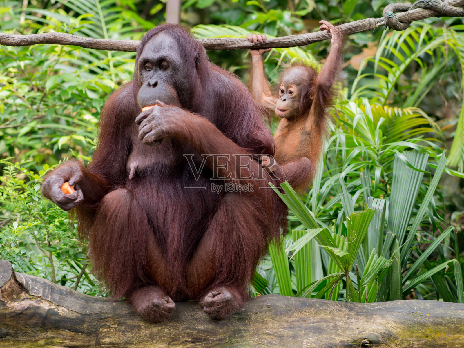 来自加里曼丹的猩猩照片摄影图片