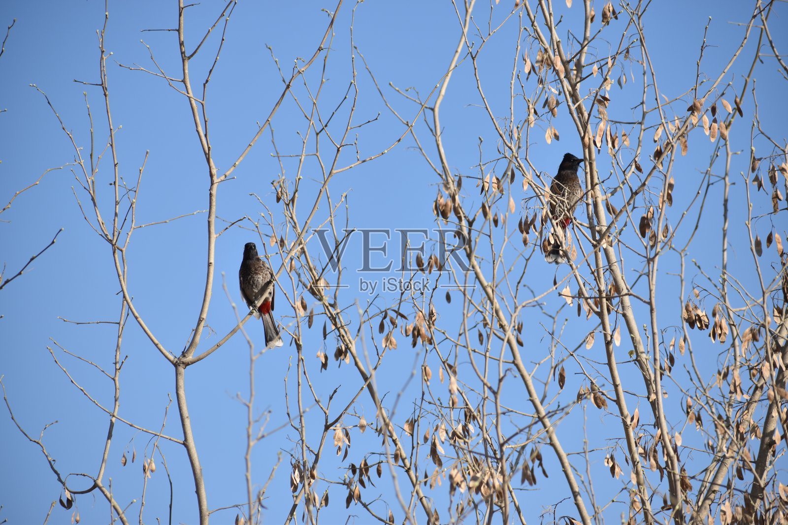 球鸟照片摄影图片