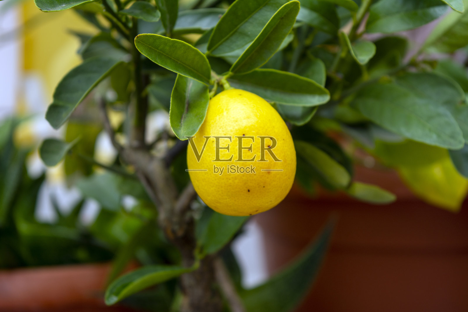 Limequat树照片摄影图片